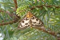 Anania hortulata