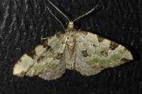 Colostygia pectinataria