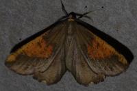 Angerona prunaria