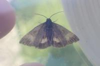 Panemeria tenebrata