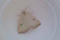 Rivula sericealis