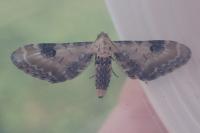 Eupithecia centaureata