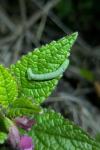 Orthosia gothica