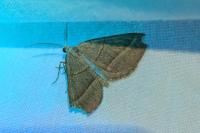 Scotopteryx luridata/mucronata