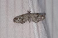 Eupithecia nanata