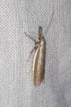 Pleurota bicostella