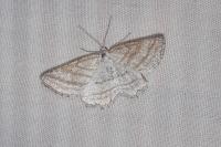 Perconia strigillaria