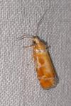 Rhyacionia buoliana