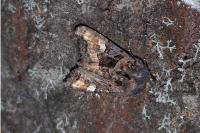 Euplexia lucipara