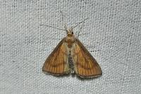 Nascia cilialis