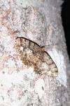 Parectropis similaria