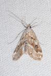 Parapoynx stratiotata
