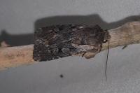 Violaphotia molothina occidentalis