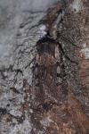 Violaphotia molothina occidentalis