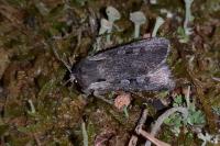 Violaphotia molothina occidentalis