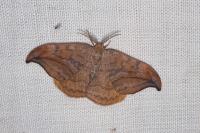 Drepana curvatula
