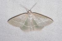 Hemistola chrysoprasaria