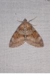 Thera obeliscata obeliscata