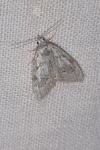 Nola confusalis