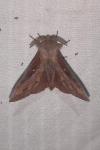Dendrolimus pini pini