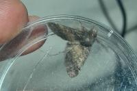 Gluphisia crenata