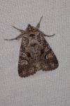 Pachetra sagittigera sagittigera