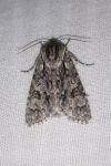 Acronicta auricoma