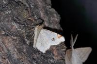 Macaria notata