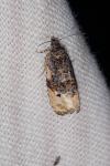 Metendothenia atropunctana