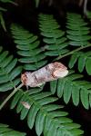 Phalera bucephala