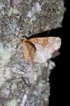 Cepphis advenaria
