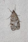 Scoparia ambigualis