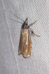 Crambus lathoniellus