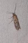 Homoeosoma sinuella