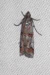 Pempelia palumbella