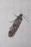 Pempelia palumbella