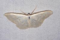 Scopula floslactata