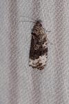 Apotomis sororculana