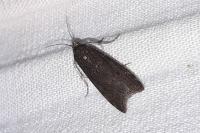 Pyla fusca