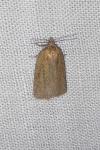 Acleris hastiana