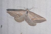 Scotopteryx luridata/mucronata