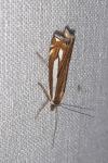Crambus ericella
