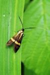 Nemophora degeerella