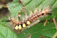 Orgyia antiqua