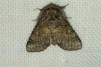 Gluphisia crenata