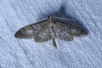 Anania lancealis