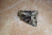 Oligia strigilis/versicolor/latruncula
