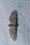 Eupithecia venosata