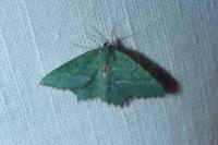 Hemithea aestivaria
