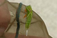 Cerura vinula
